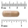 Swanson Reishi Mushroom Extract 500 mg 90 kapslí
