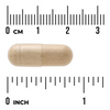 Swanson Andělika (Angelica) 400 mg 60 kapslí